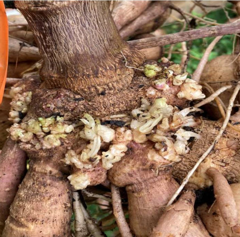 Dahlia Crown Gall