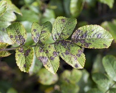 black spots on roses