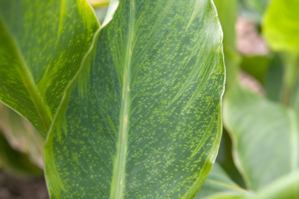 canna lily virus