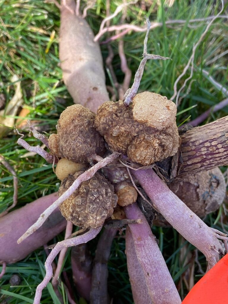dahlia crown gall