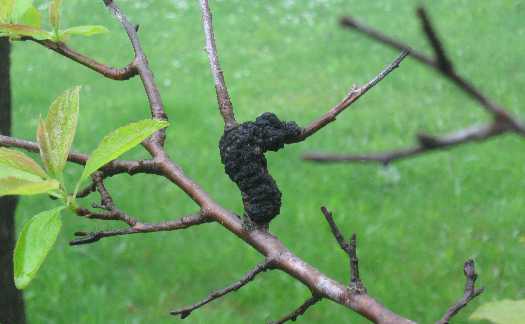 shubert chokecherry blacknot